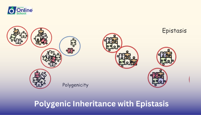 Lesson 22: Relating Polygenic Inheritance with Epistasis